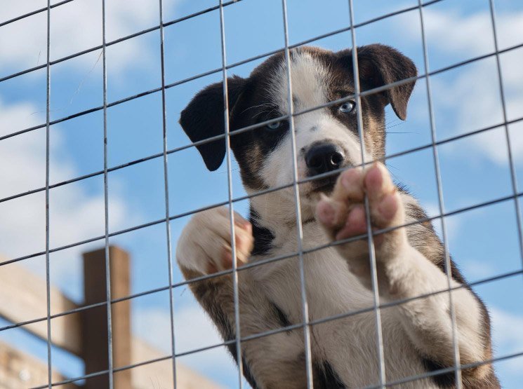 Perreras portátiles y desmontables para movilidad flexible en Petrer y resto de Alicante Cómo debe ser una perrera para cumplir con el bienestar animal en Petrer y resto de Alicante