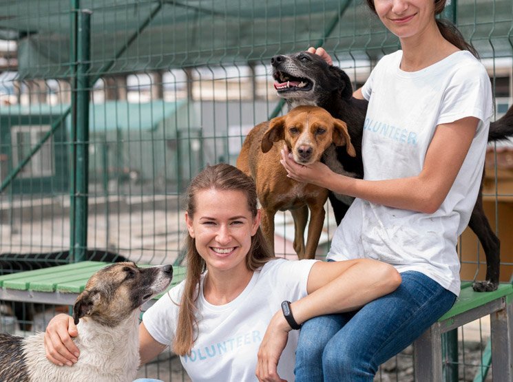 Perreras resistentes para perros pequeños y medianos en Huércal de Almería Hábitos diarios para mejorar el bienestar de tu perro en Huércal de Almería