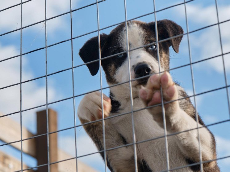 Perreras portátiles y desmontables para movilidad flexible en Icod de los Vinos y resto de Santa Cruz de Tenerife Requisitos legales para tener varios perros en una finca o vivienda en Icod de los Vinos y resto de Santa Cruz de Tenerife