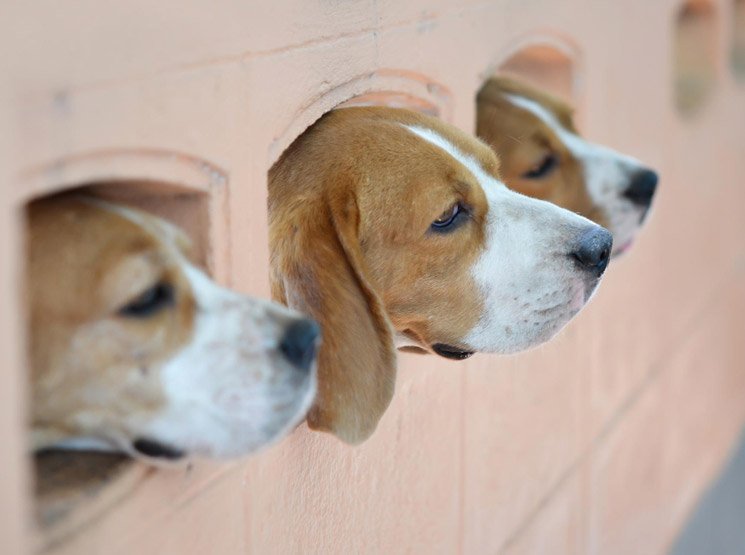 Enfermedades más comunes en perros y cómo detectarlas a tiempo en Quart de Poblet